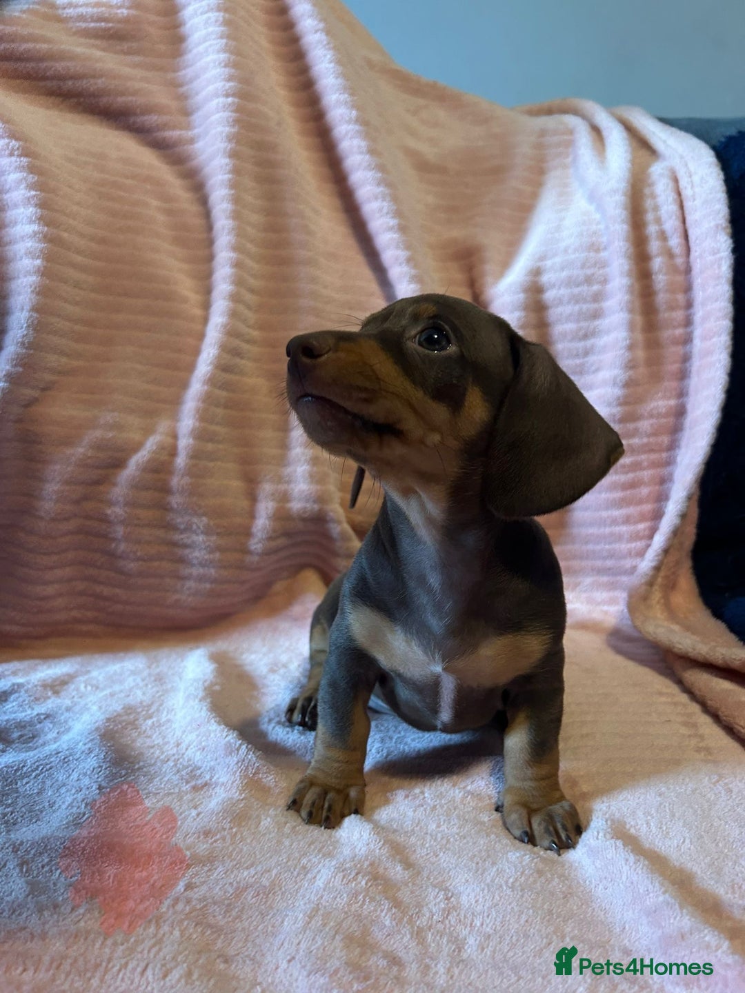 Miniature Dachshund dogs for sale: Miniature dachshunds - Image 14