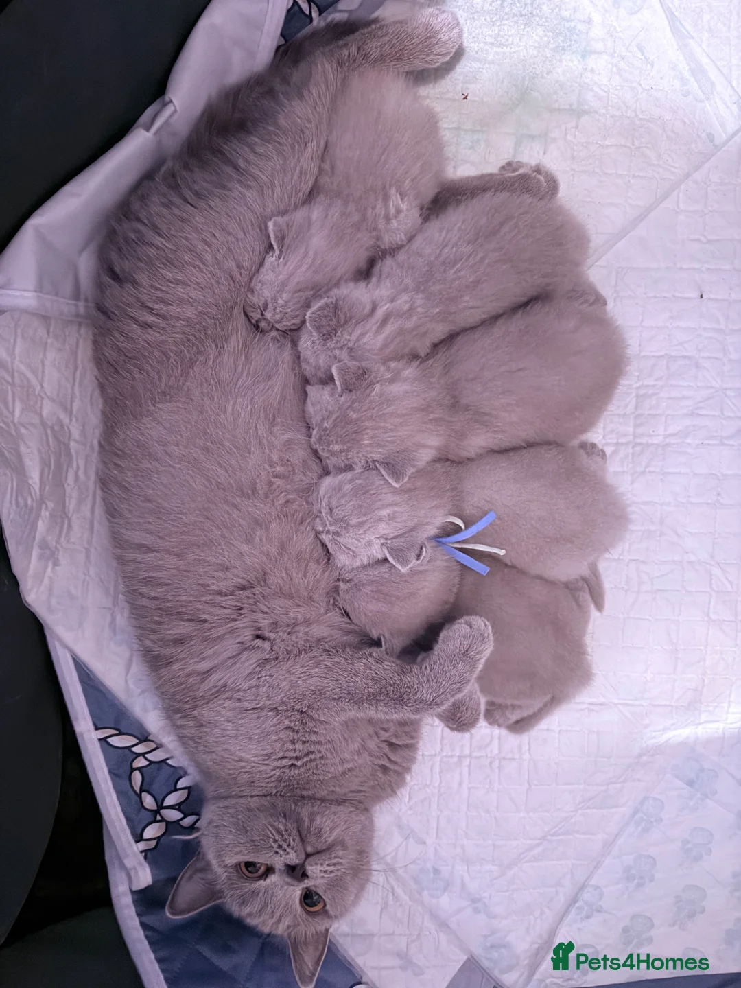 British Shorthair cats for sale: 100% Pure Pedigree XL CHunky CHAMPION reg. KITTENS - Advert 2
