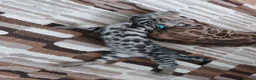 Bengal cats for sale: One BOY💙 left Half BENGAL Mixed X Tabby - Advert 4
