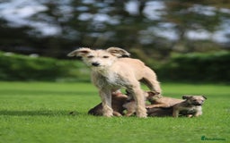 Lurcher dogs for sale: Rough coated lurcher puppies  - Image 2