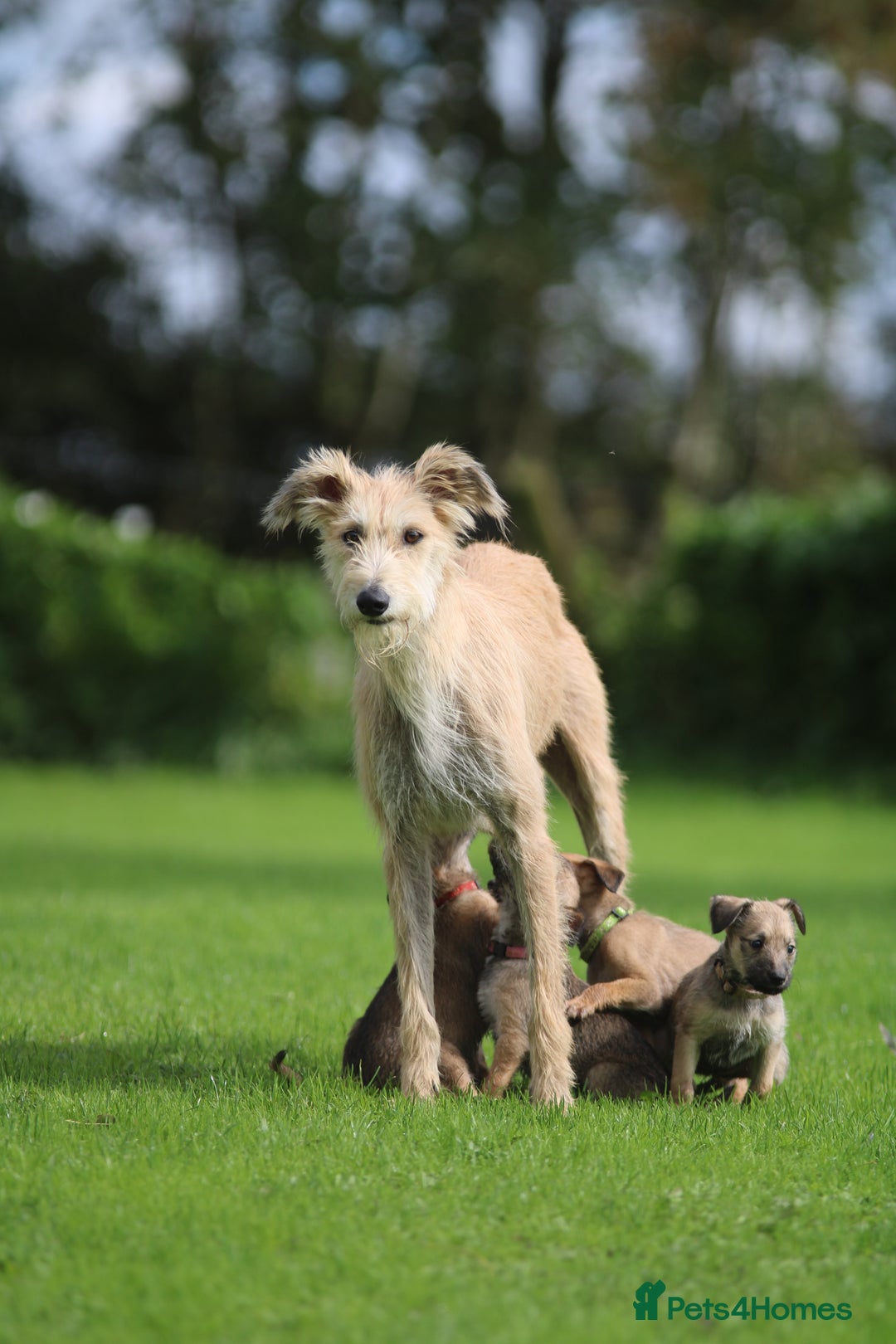 Lurcher dogs for sale: Rough coated lurcher puppies  - Image 2