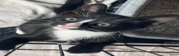 Mixed Breed cats for sale: Cute kittens for sale KT4 in Worcester Park - Advert 25