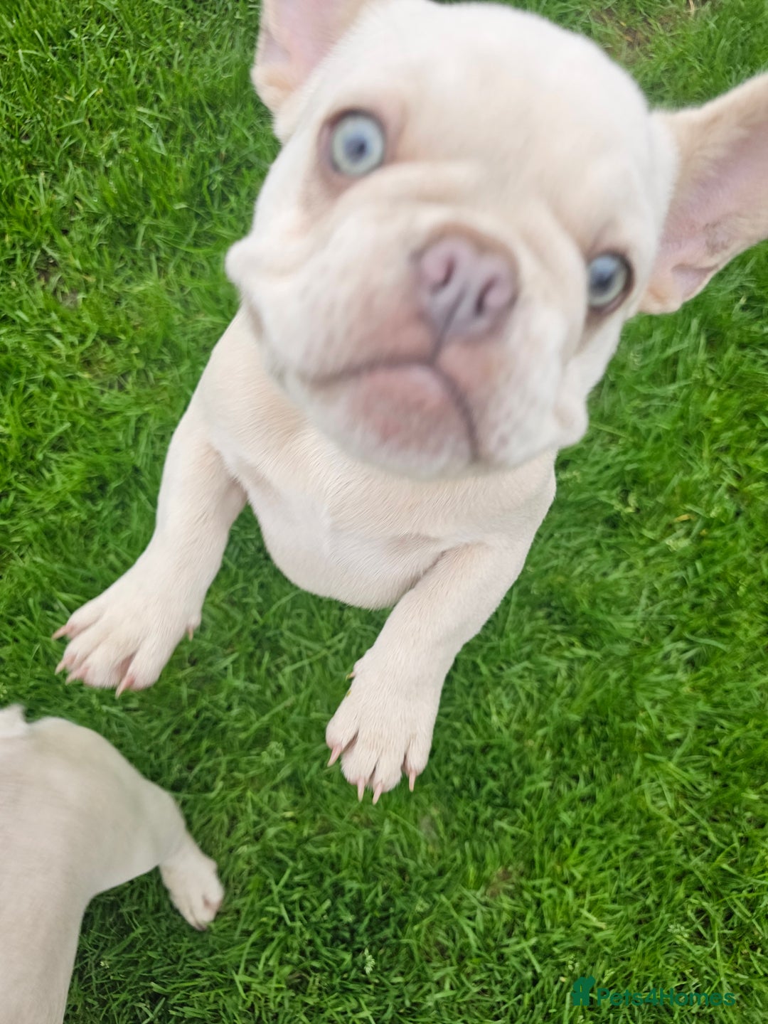 French Bulldog dogs for sale: 2 platinum boys left ready to go  - Image 3