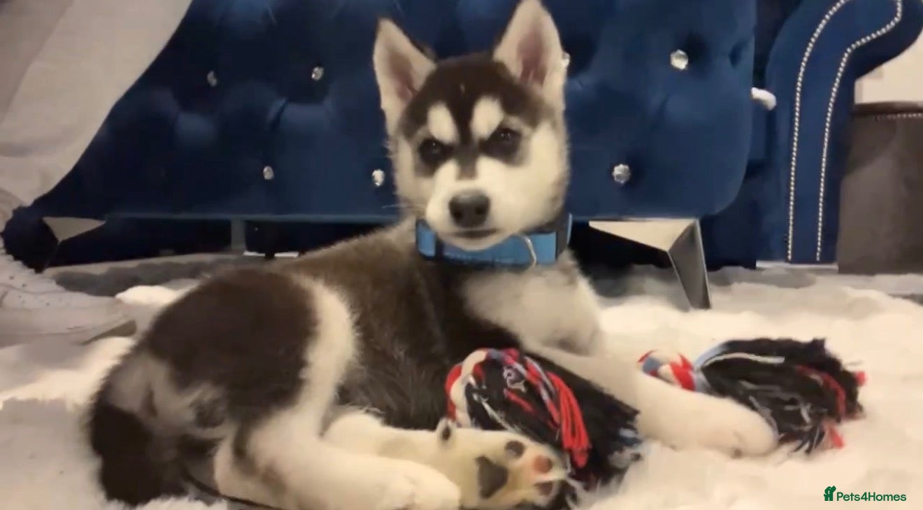 Siberian Husky dogs for sale: Siberian husky male 8 weeks old - Advert 13