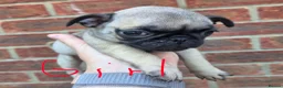 Pug dogs for sale: Pugs Puppies for sale - Advert 2