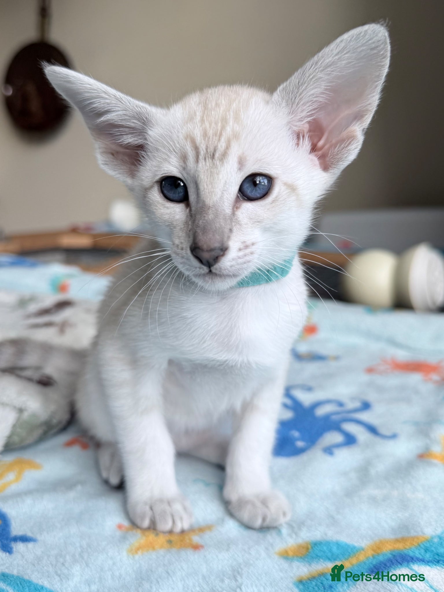 Siamese cats New kittens - Advert 11