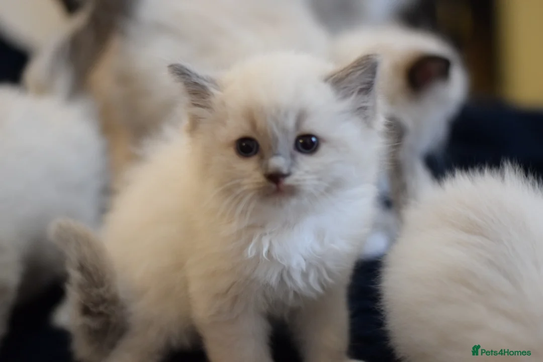 Ragdoll cats for sale: Adorable Ragdoll Kittens Looking for Forever Homes - Advert 11
