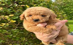 Miniature Poodle dogs for sale: Miniature poodles - Image 1