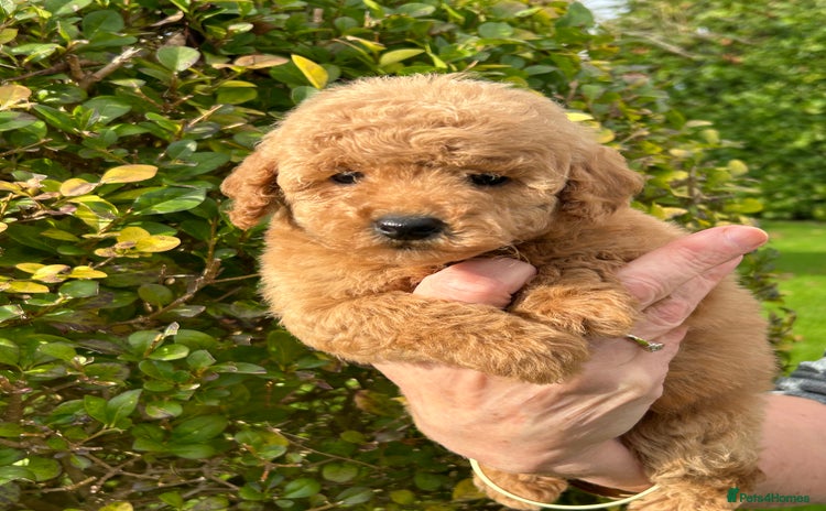 Miniature Poodle dogs - Advert 1