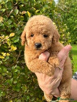 Miniature Poodle dogs Miniature poodles *ready to leave* - Advert 1
