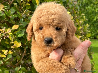 Miniature Poodle dogs - Advert 18