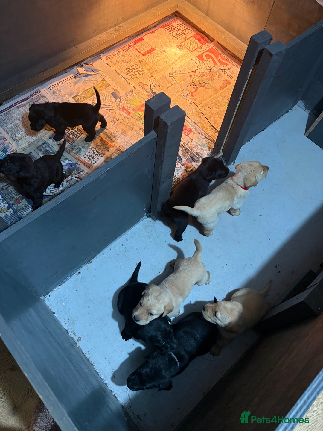 Labrador Retriever dogs for sale: KC labrador retriever puppies - Advert 3