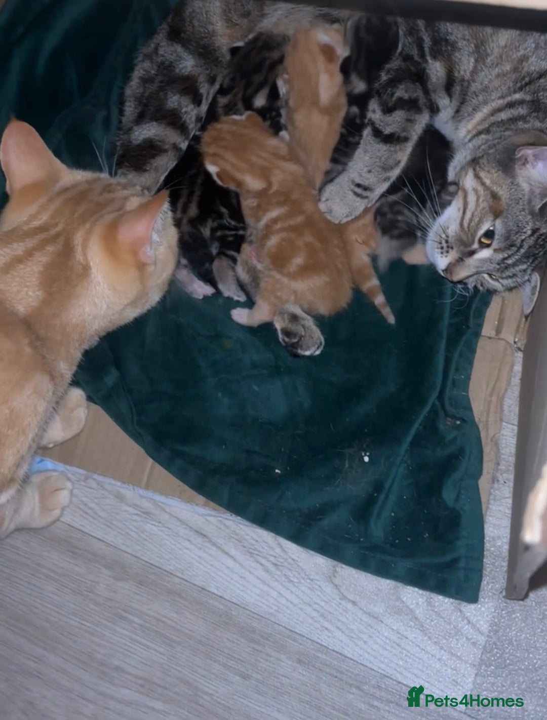 British Shorthair cats for sale: BEAUTIFUL KITTENS FOR SALE 🩷💙 - Image 5