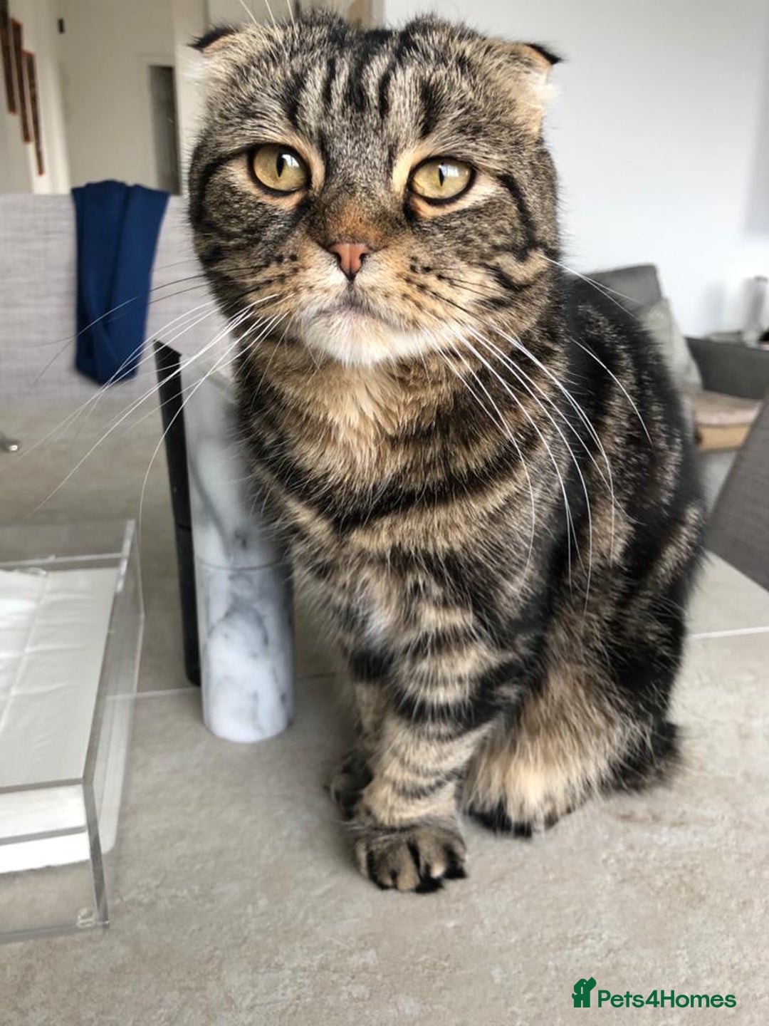 Scottish Fold cats for sale: A 7 year old Scottish Fold to be loved  - Image 3