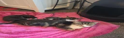 Mixed Breed cats for sale: Last Girl Ready to go now. - Advert 4