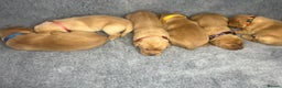 Labrador Retriever dogs for sale: Champion line KC reg dark Red Fox Yellow Labrador  - Advert 18