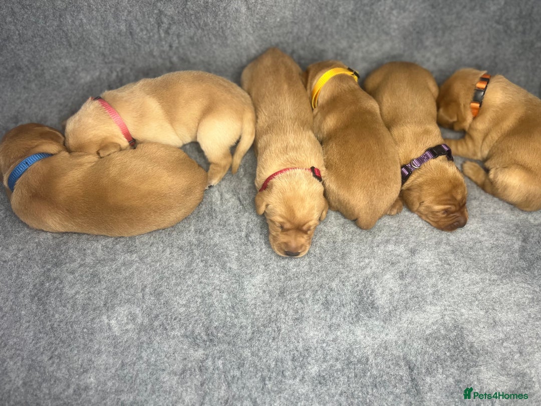 Labrador Retriever dogs for sale: Champion line KC reg dark Red Fox Yellow Labrador  - Advert 18