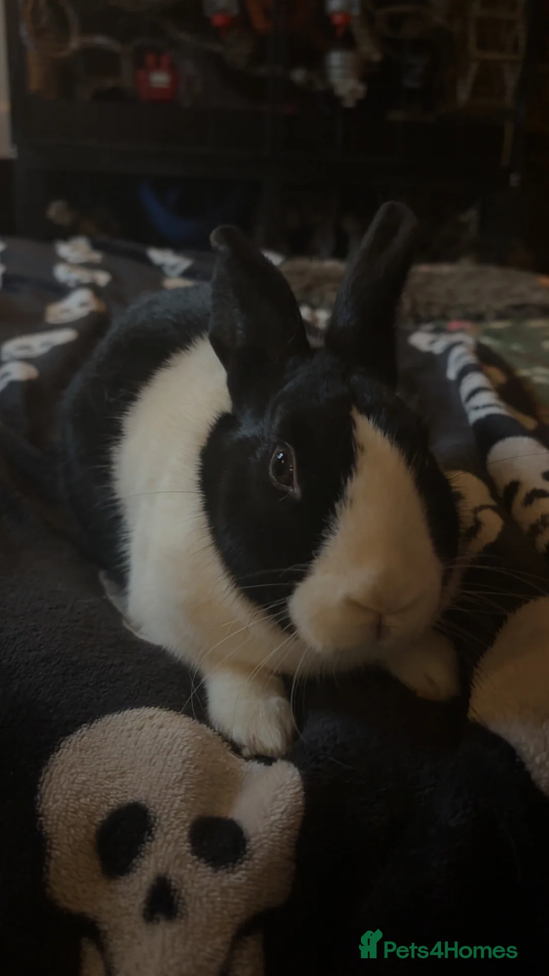 Netherland Dwarf rabbits for sale: Rooster and Jett  - Advert 4