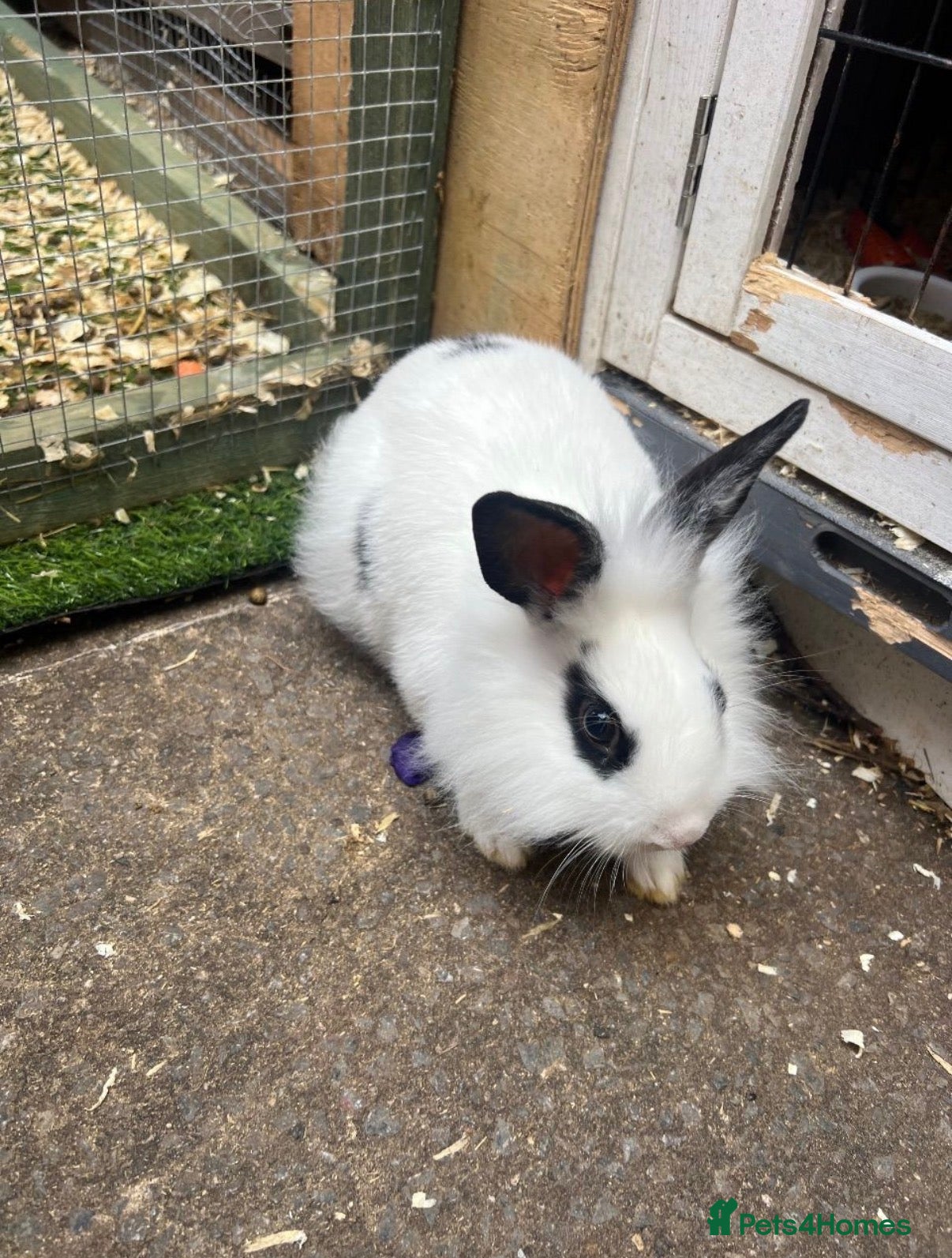 Mixed Breed rabbits Baby rabbits for sale  - Advert 1
