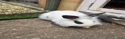 Mixed Breed rabbits for sale: Baby rabbits for sale  - Advert 1