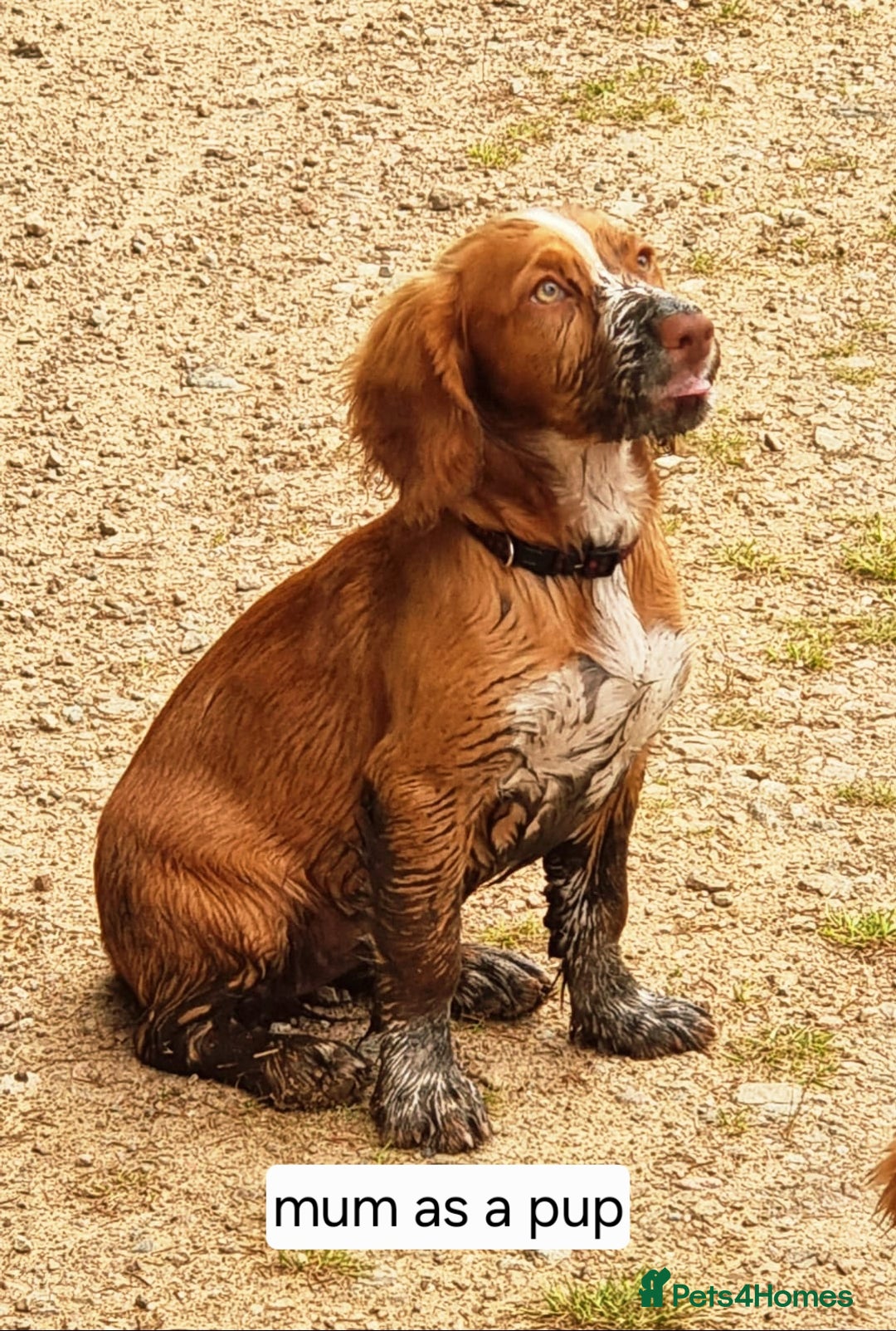 Cocker Spaniel dogs for sale: Stunning Working Cocker Spaniel Pups F1B  - Image 8