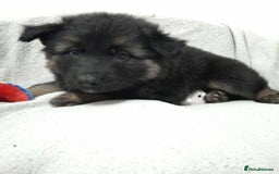 German Shepherd dogs for sale: BEAUTIFUL SABLE GERMAN SHEPHERD PUPS - Image 18