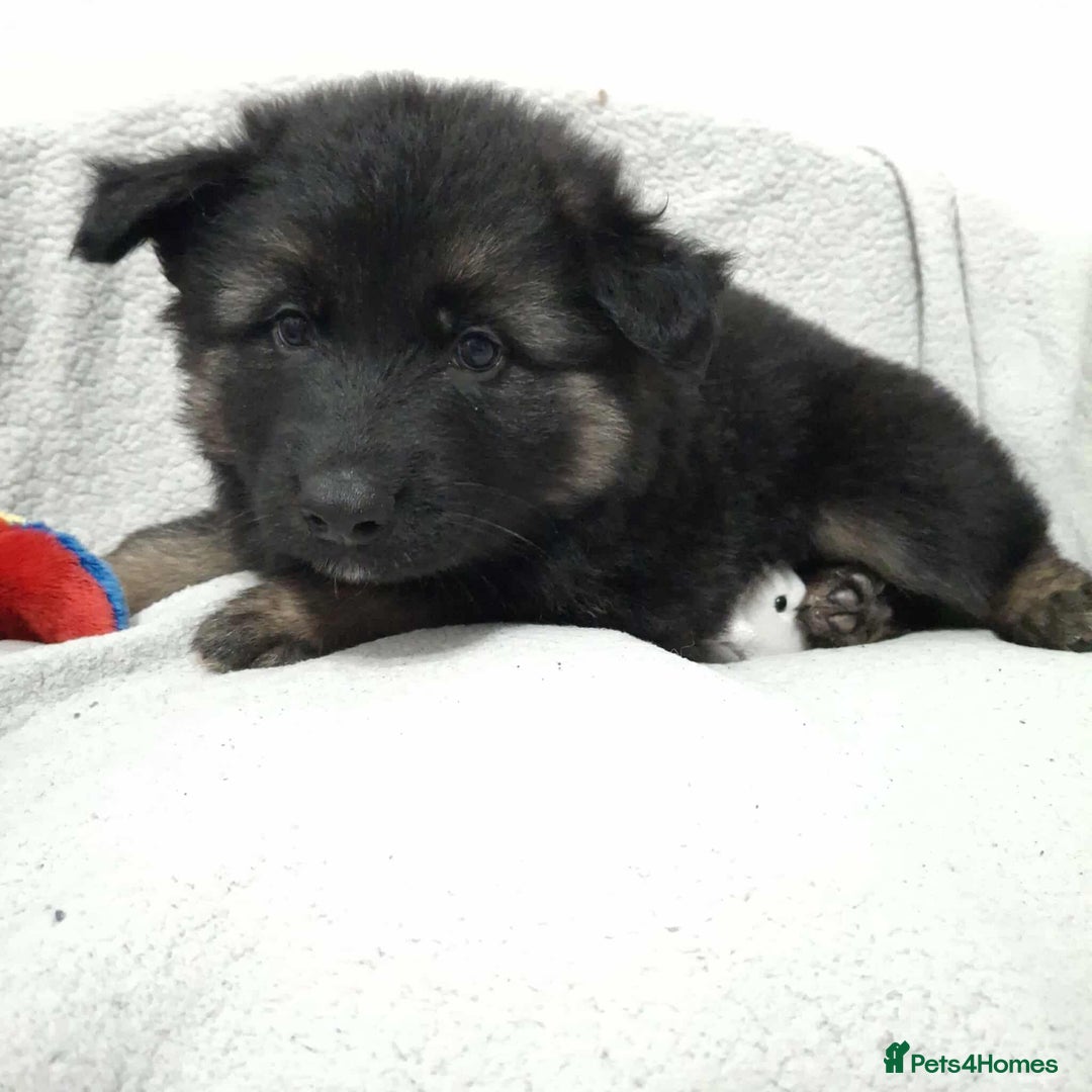 German Shepherd dogs for sale: BEAUTIFUL SABLE GERMAN SHEPHERD PUPS - Image 18
