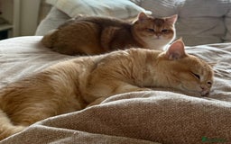 British Shorthair cats for sale: READY 2 Black Golden / Corin BSH boys - Advert 5