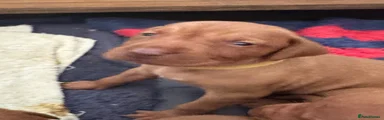 Hungarian Vizsla 3