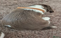English Springer Spaniel dogs for sale: English Springer Spaniel Puppies  - Image 12