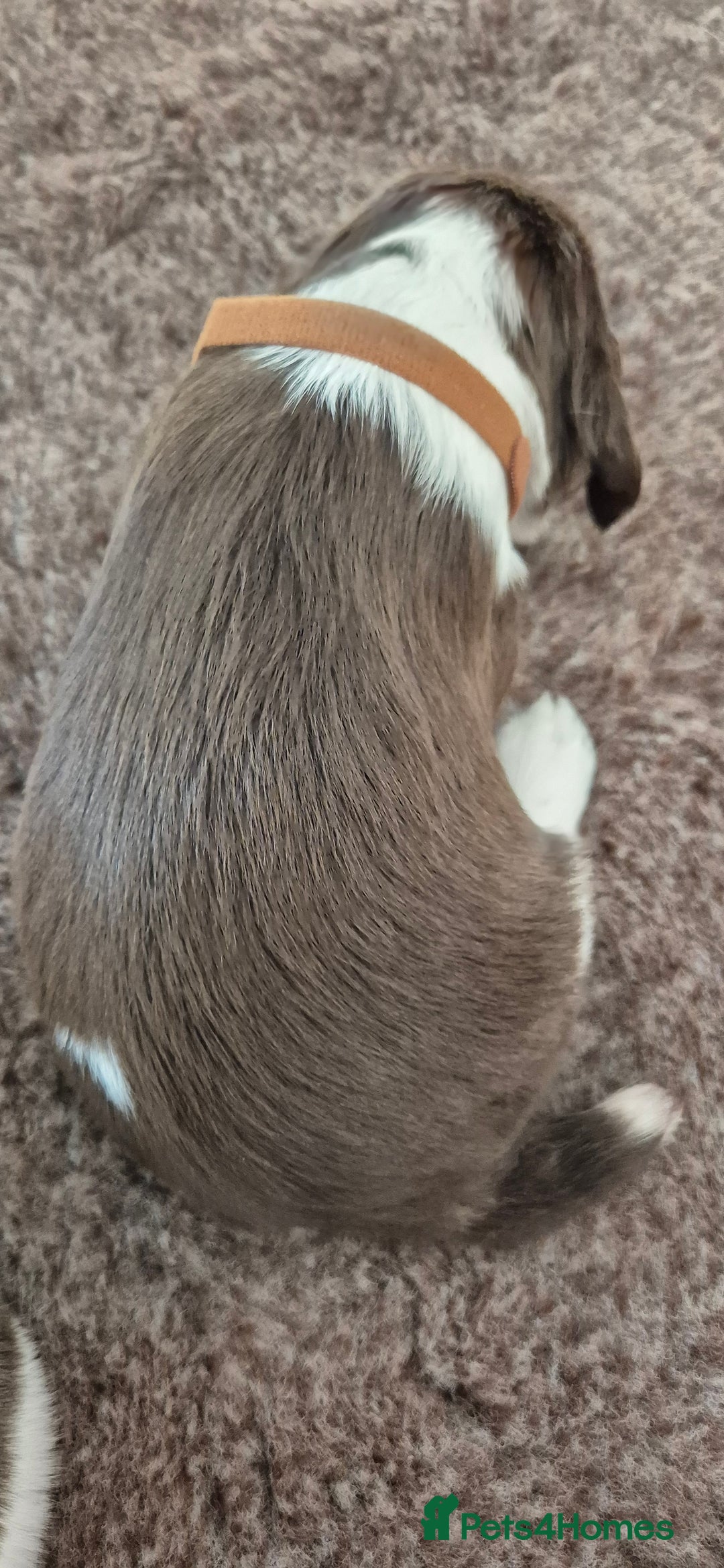 English Springer Spaniel dogs for sale: English Springer Spaniel Puppies  - Image 12