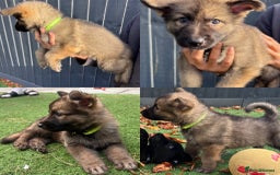 German Shepherd dogs for sale: German Shepherd Puppies, Ready to leave next week - Image 3
