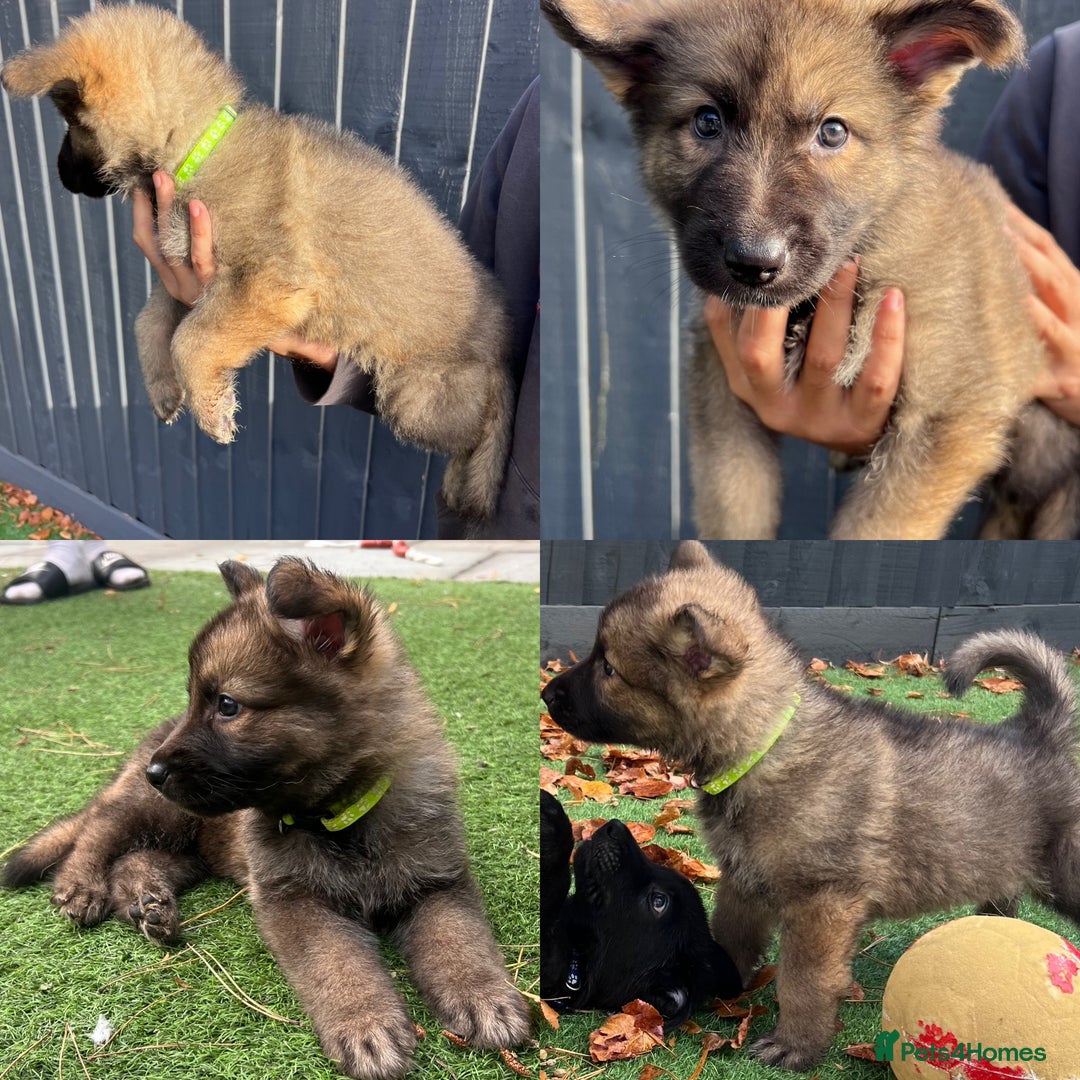 German Shepherd dogs for sale: German Shepherd Puppies, Ready to leave next week - Image 3