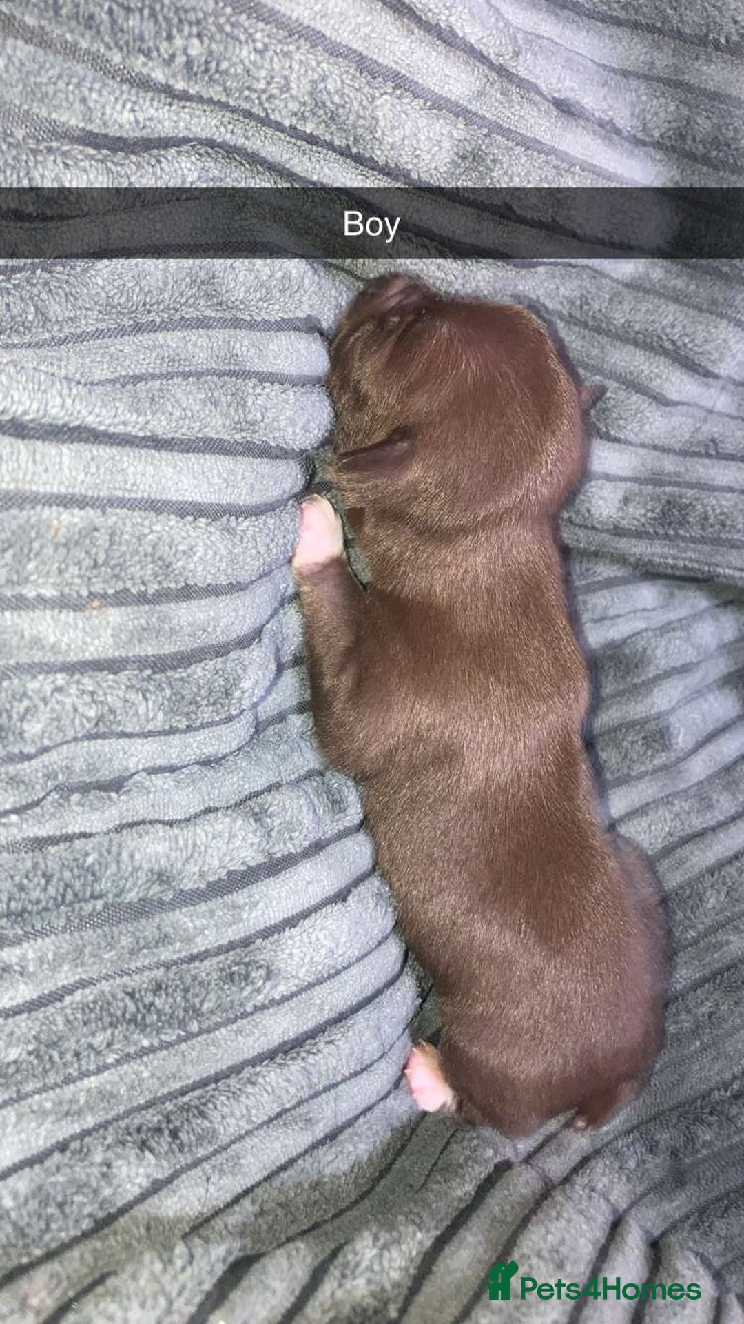 Chihuahua dogs for sale: Puppies for sale  - Image 6
