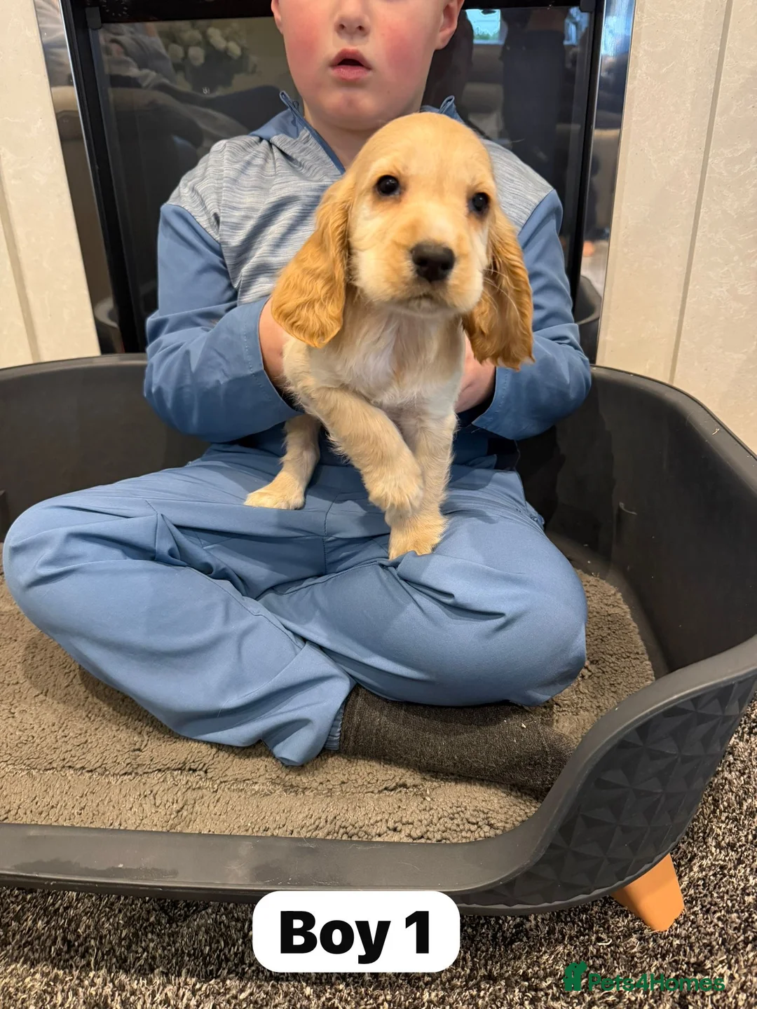 Cocker Spaniel dogs for sale: Beautiful adorable show type cocker spaniels - Advert 10