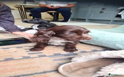 Cocker Spaniel dogs for sale: Show cocker spaniels  - Image 36