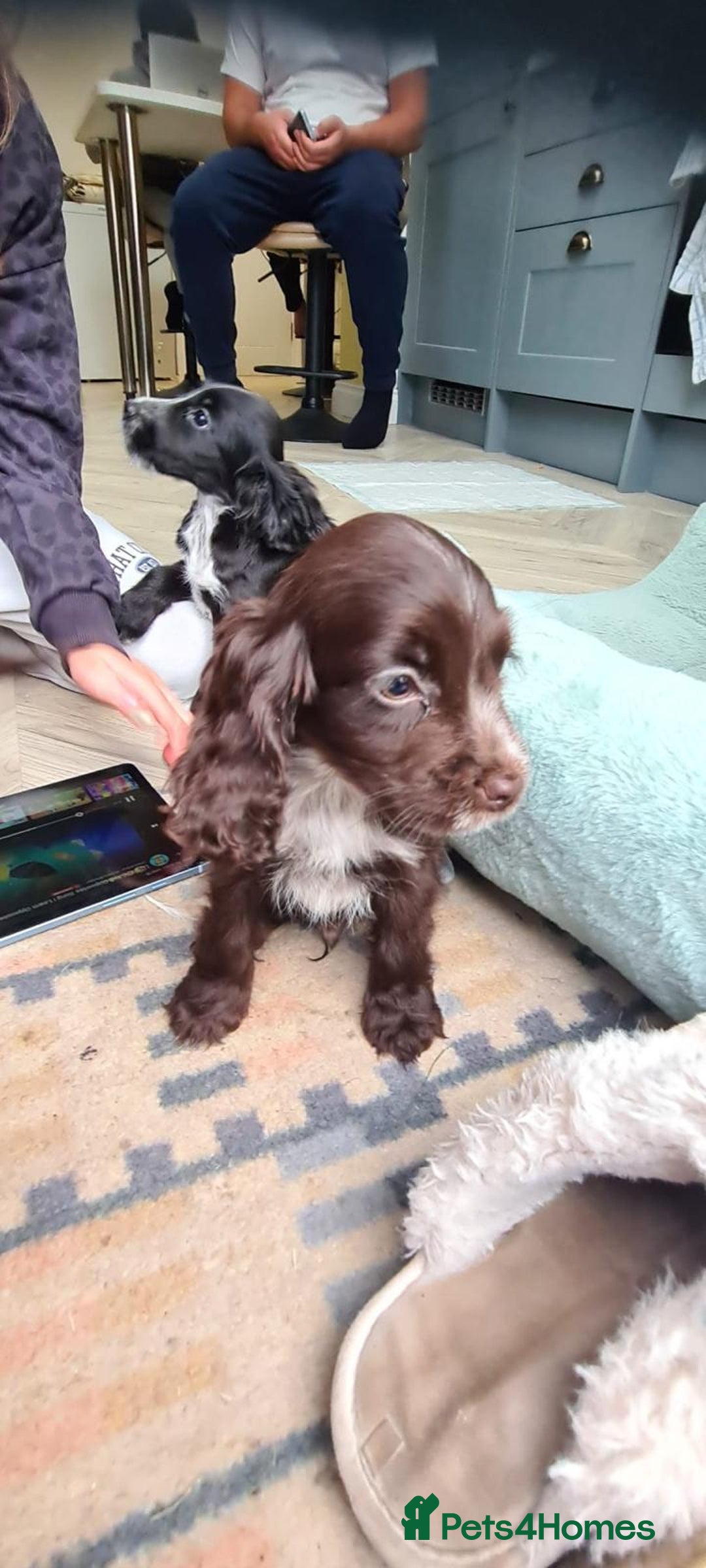 Cocker Spaniel dogs for sale: Show cocker spaniels  - Image 36