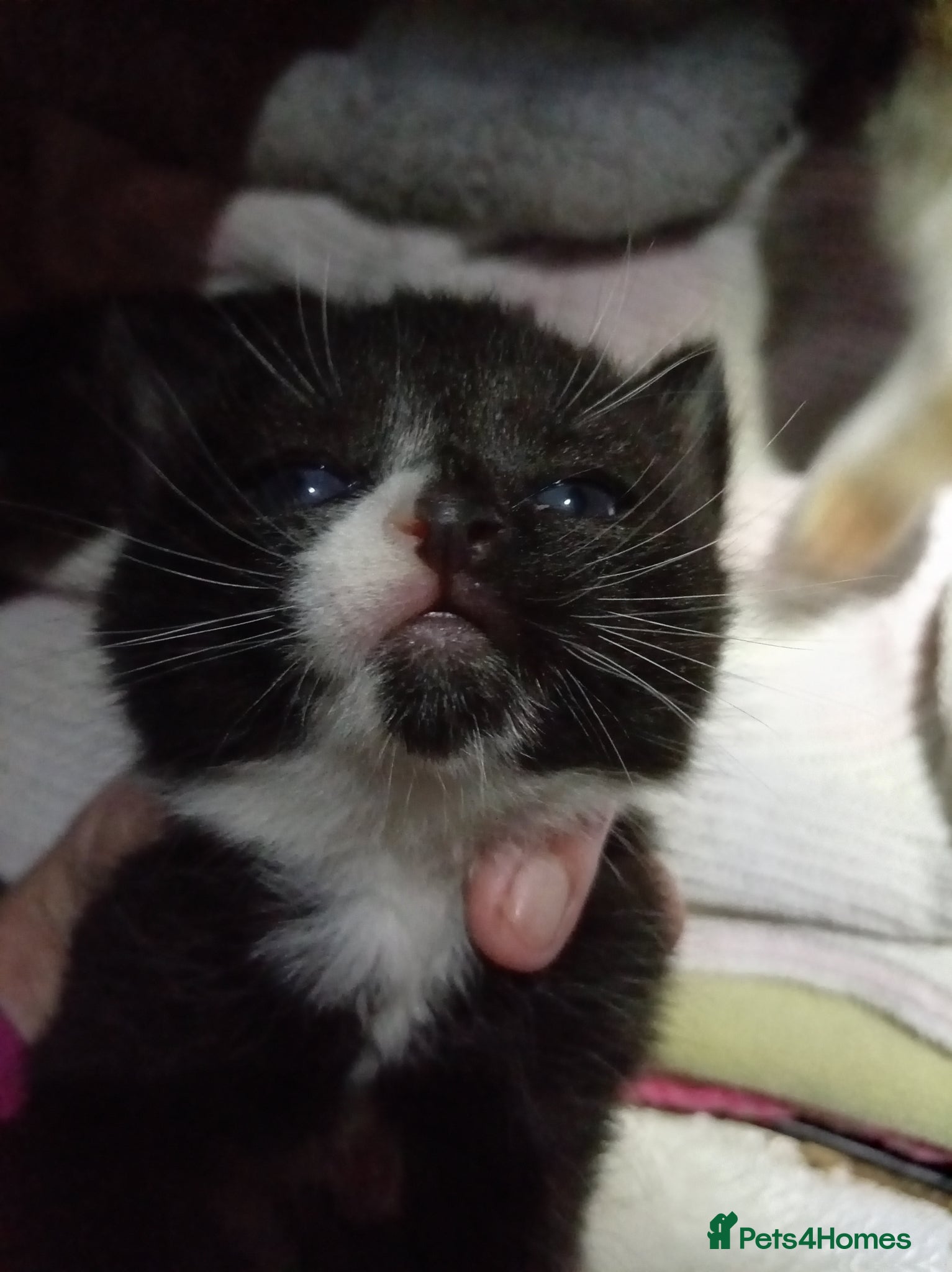 Mixed Breed cats Last one Mixed breed British short hair - Advert 4