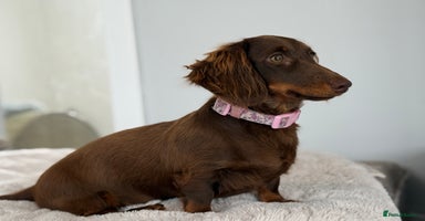 Miniature Dachshund dogs - Advert 10