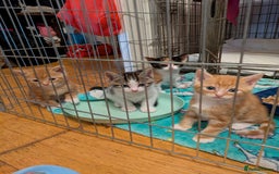 Mixed Breed cats for sale: Mixed breed maine coon  - Image 1