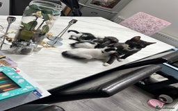 Mixed Breed cats for sale: *Ready to go* - Image 4