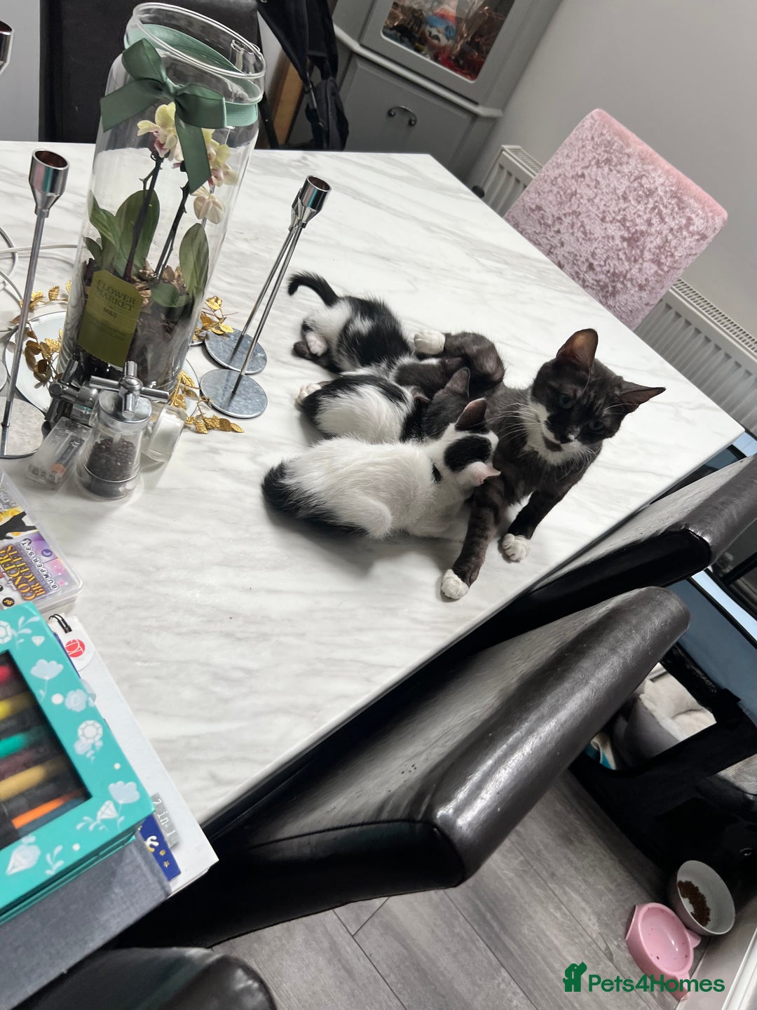 Mixed Breed cats for sale: *Ready to go* - Image 4