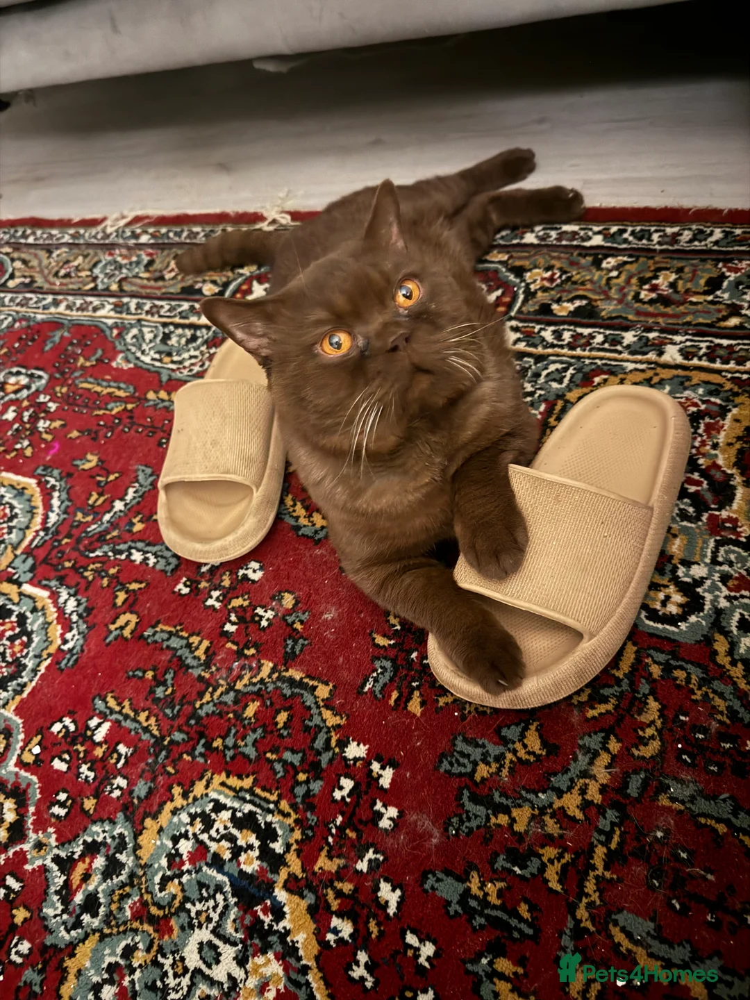 British Shorthair cats for stud: Championship active GCCF stud cinnamon  - Advert 2