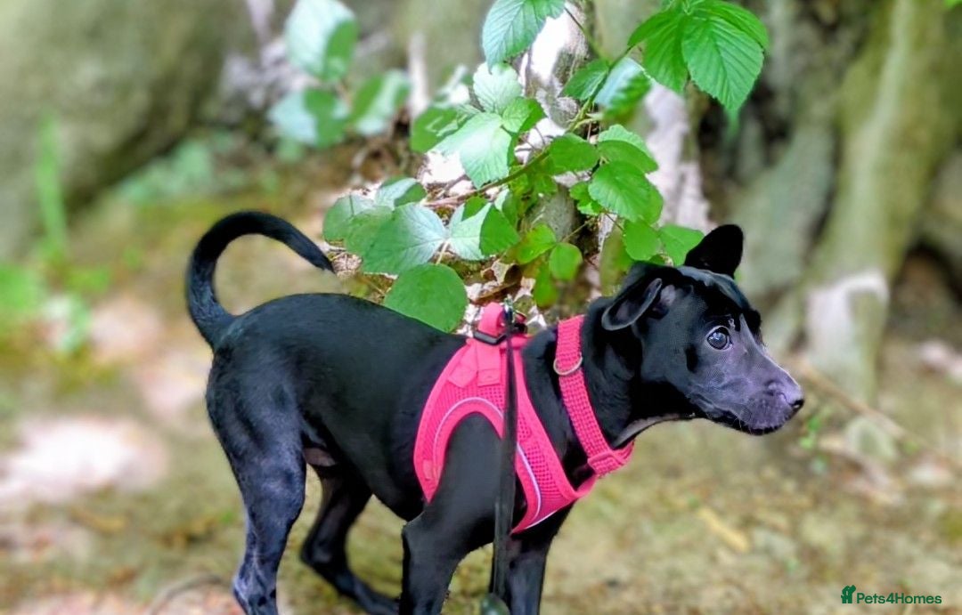 Mexican Hairless dogs KC registered Miniature mexican hairless (Xolo) - Advert 10