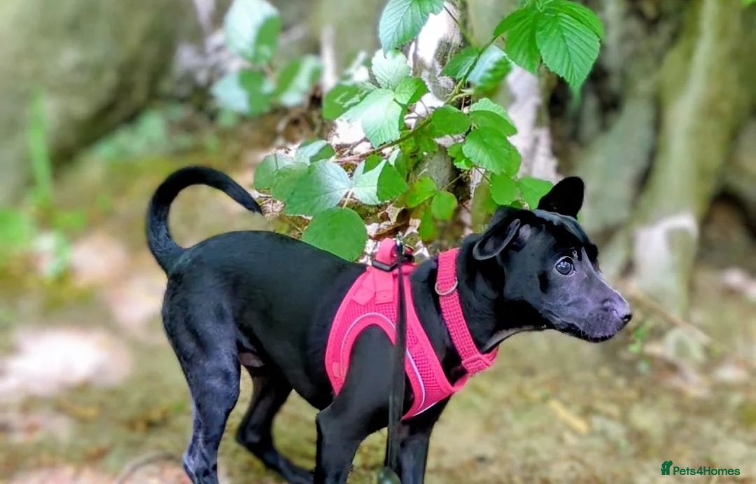 Mexican Hairless dogs for sale: KC registered Miniature mexican hairless (Xolo) - Advert 1