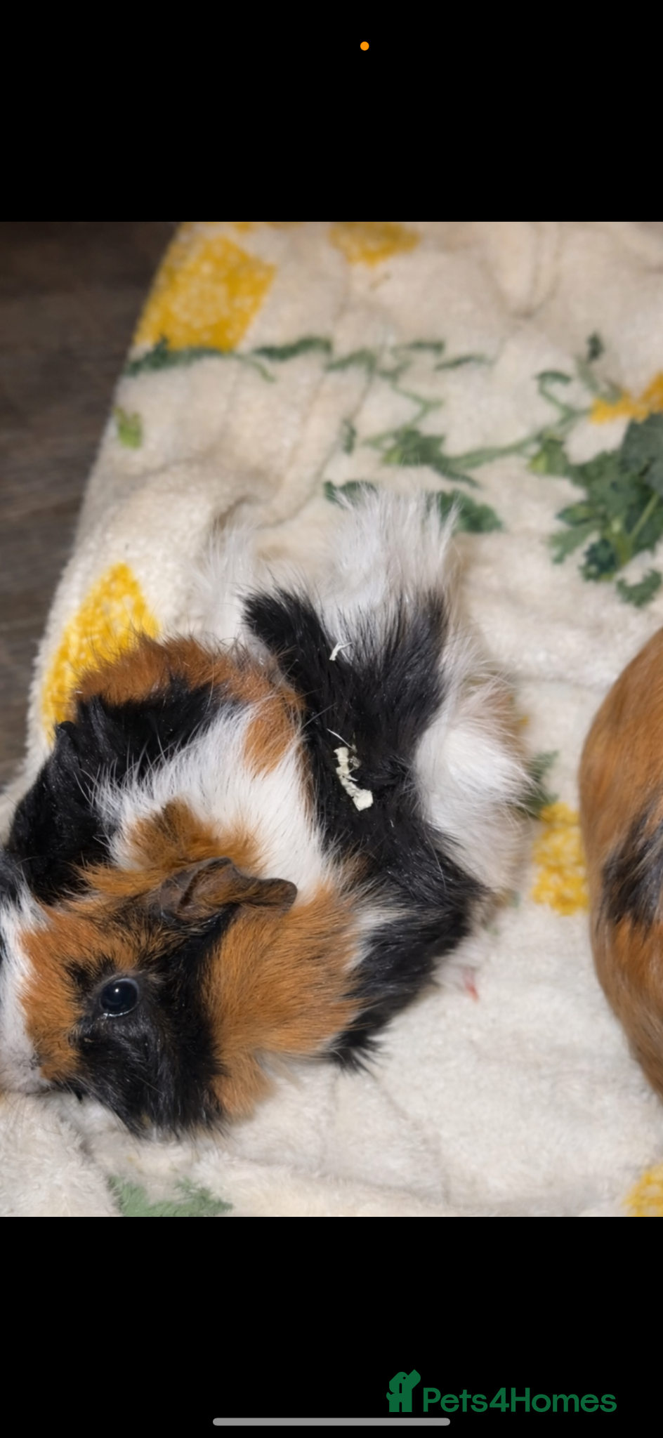 Guinea Pig rodents Guinea pigs  - Advert 10
