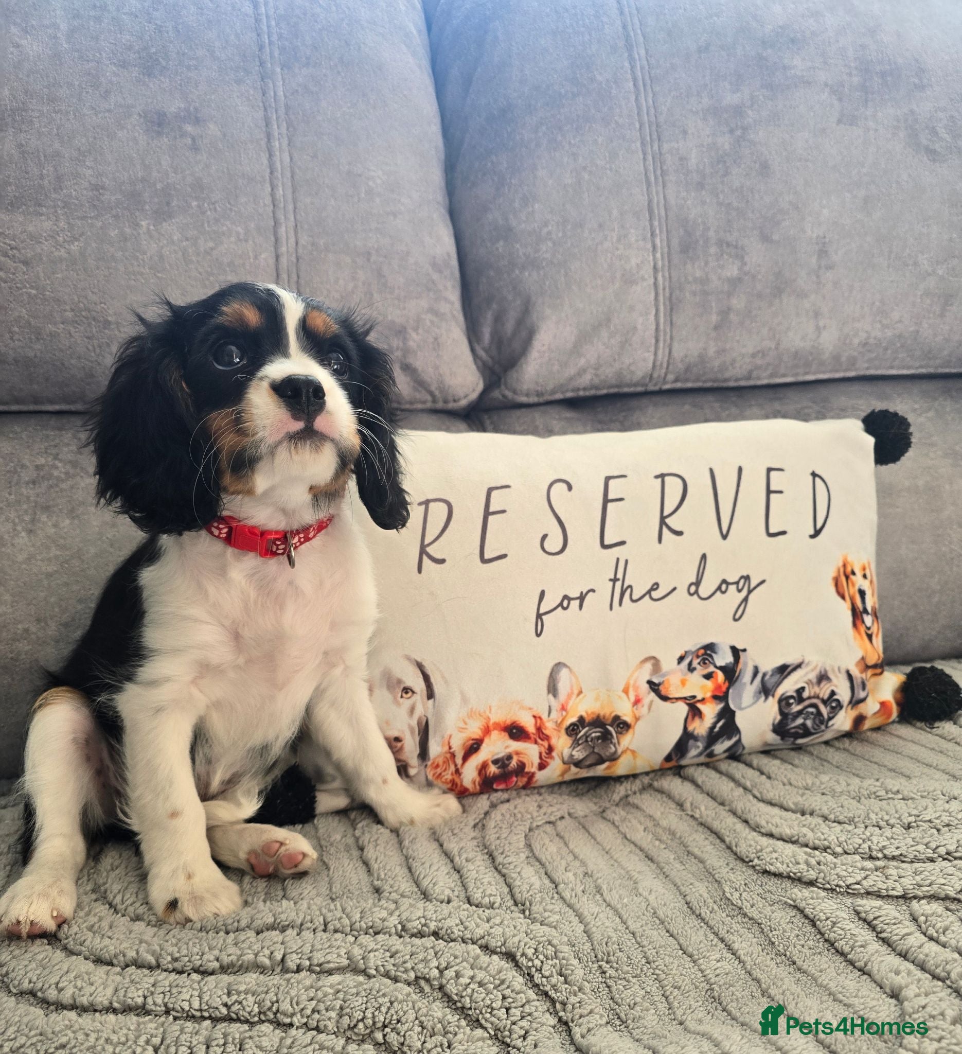 Cavalier King Charles Spaniel dogs KC CAVALIER KING CHARLES TRI GIRL AVAILABLE  - Advert 1