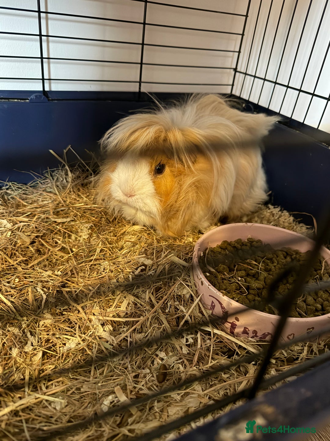 Guinea Pig rodents for sale: 2 female guinea pigs  - Advert 3
