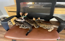 Bengal cats for sale: Available Pure Bengal kittens now! ♥️ - Image 17