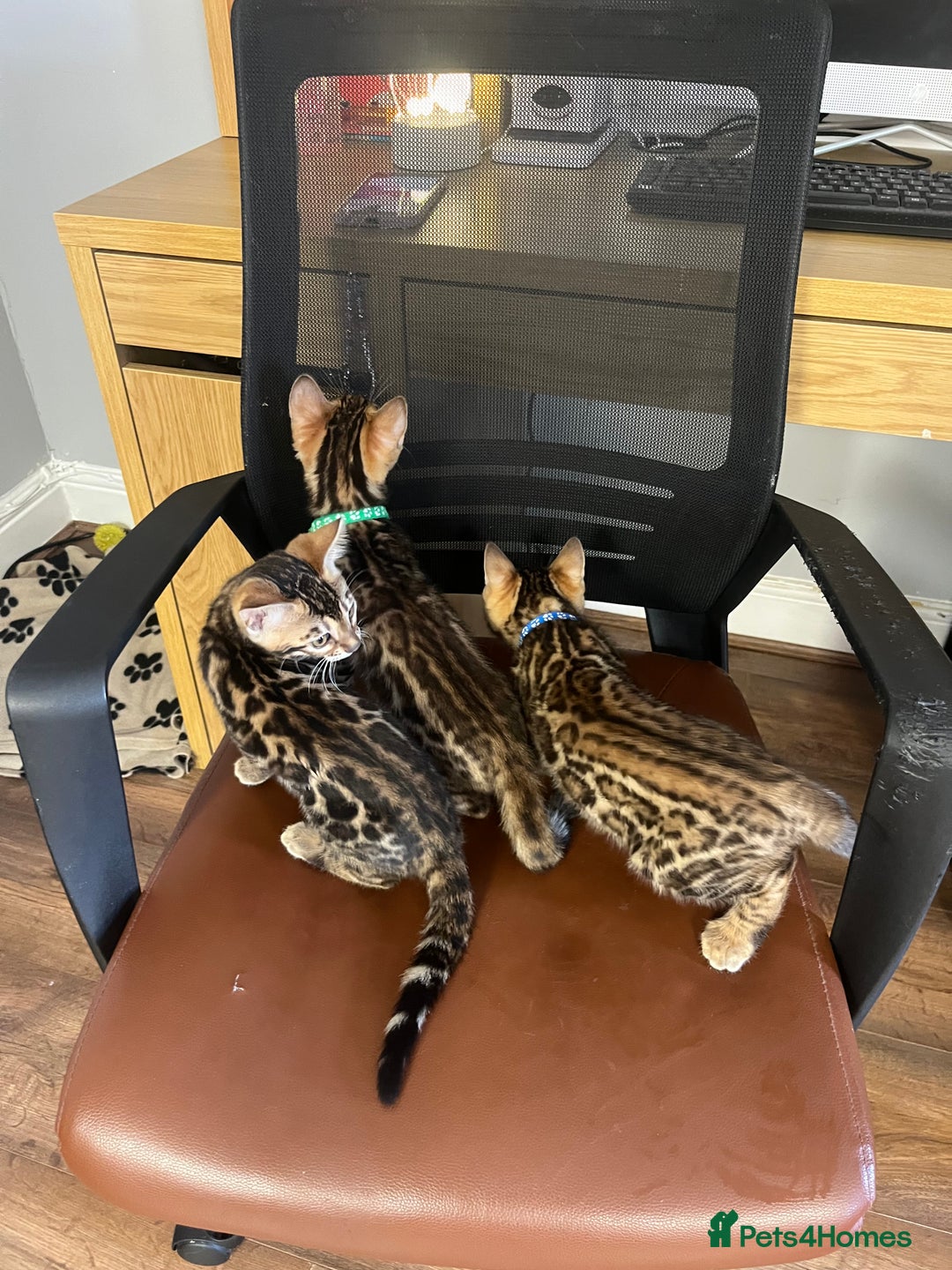 Bengal cats for sale: Available Pure Bengal kittens now! ♥️ - Image 17